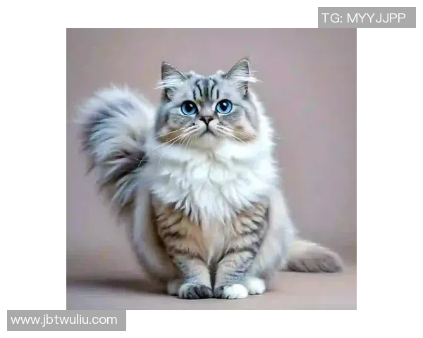 足球明星们钟爱的猫咪品种与趣味生活揭秘